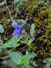 California butterwort (Pinguicula macroceras)