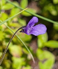 California butterwort (Pinguicula macroceras)