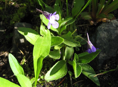 California butterwort (Pinguicula macroceras)