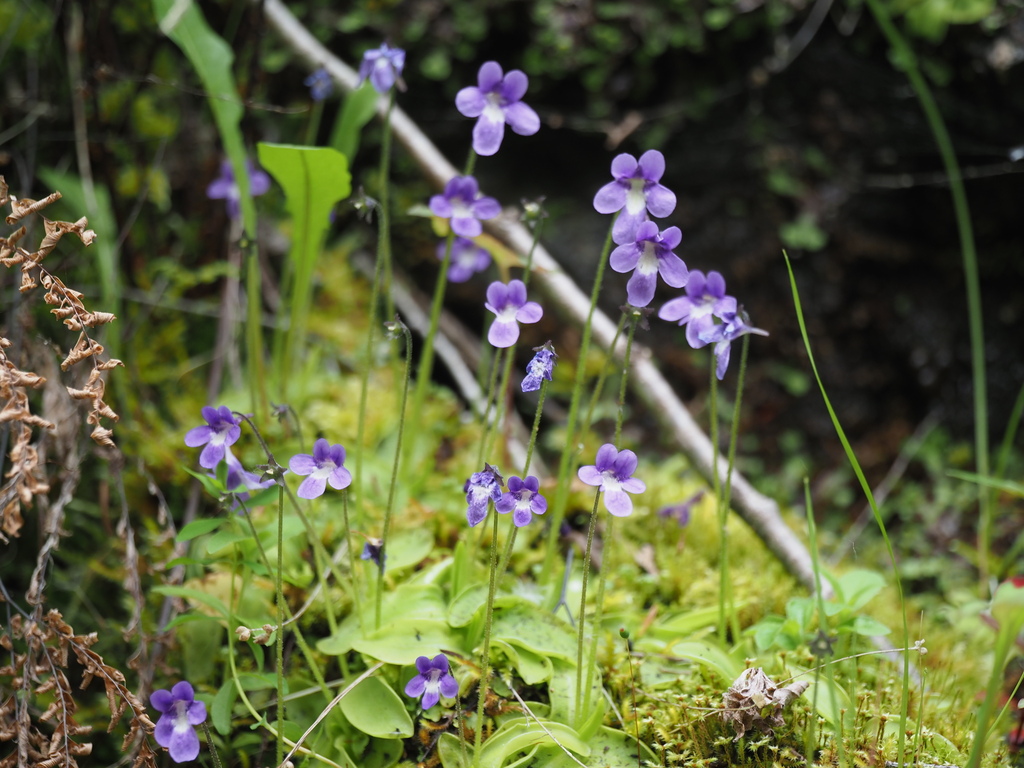 California butterwort (Pinguicula macroceras)