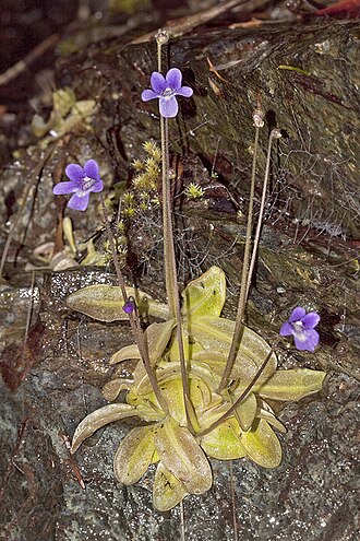 California butterwort: Pinguicula macroceras . Another "insect-eating" plant. By looking closely, one can see a few insects trapped on the sticky leaves. Growing on near-vertical clif