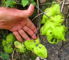 Pinguicula macrophylla (Pinguicula macrophylla)