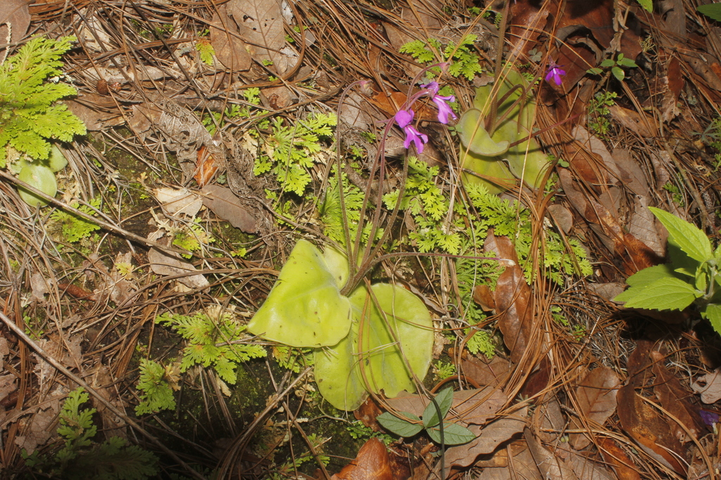 Pinguicula macrophylla (Pinguicula macrophylla)
