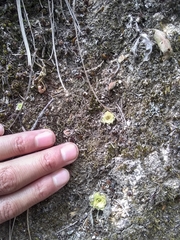 Pinguicula macrophylla (Pinguicula macrophylla)