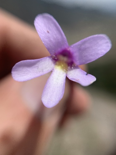 Pinguicula medusina (Pinguicula medusina)