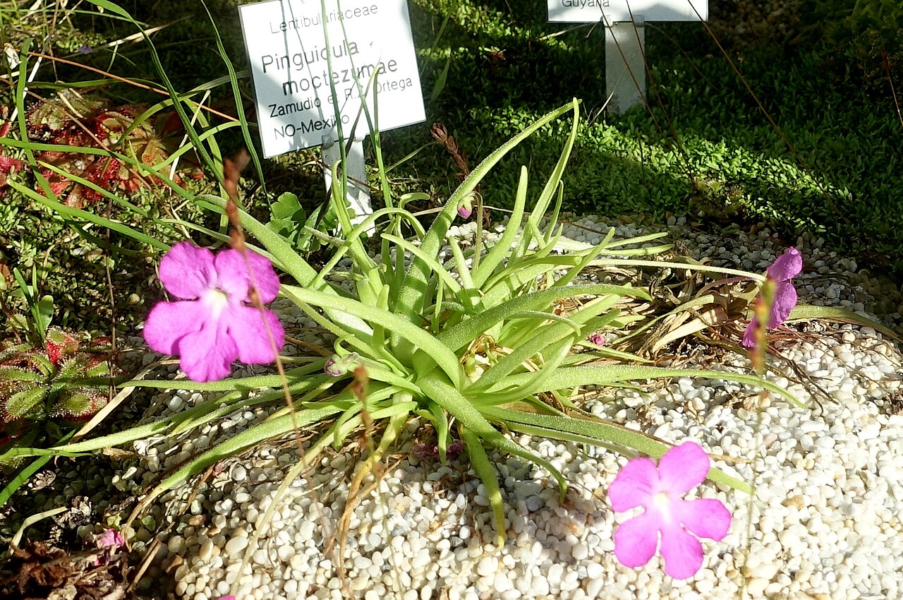 Pinguicula moctezumae: Botanical specimen in the Botanischer Garten Braunschweig - Braunschweig, Germany.