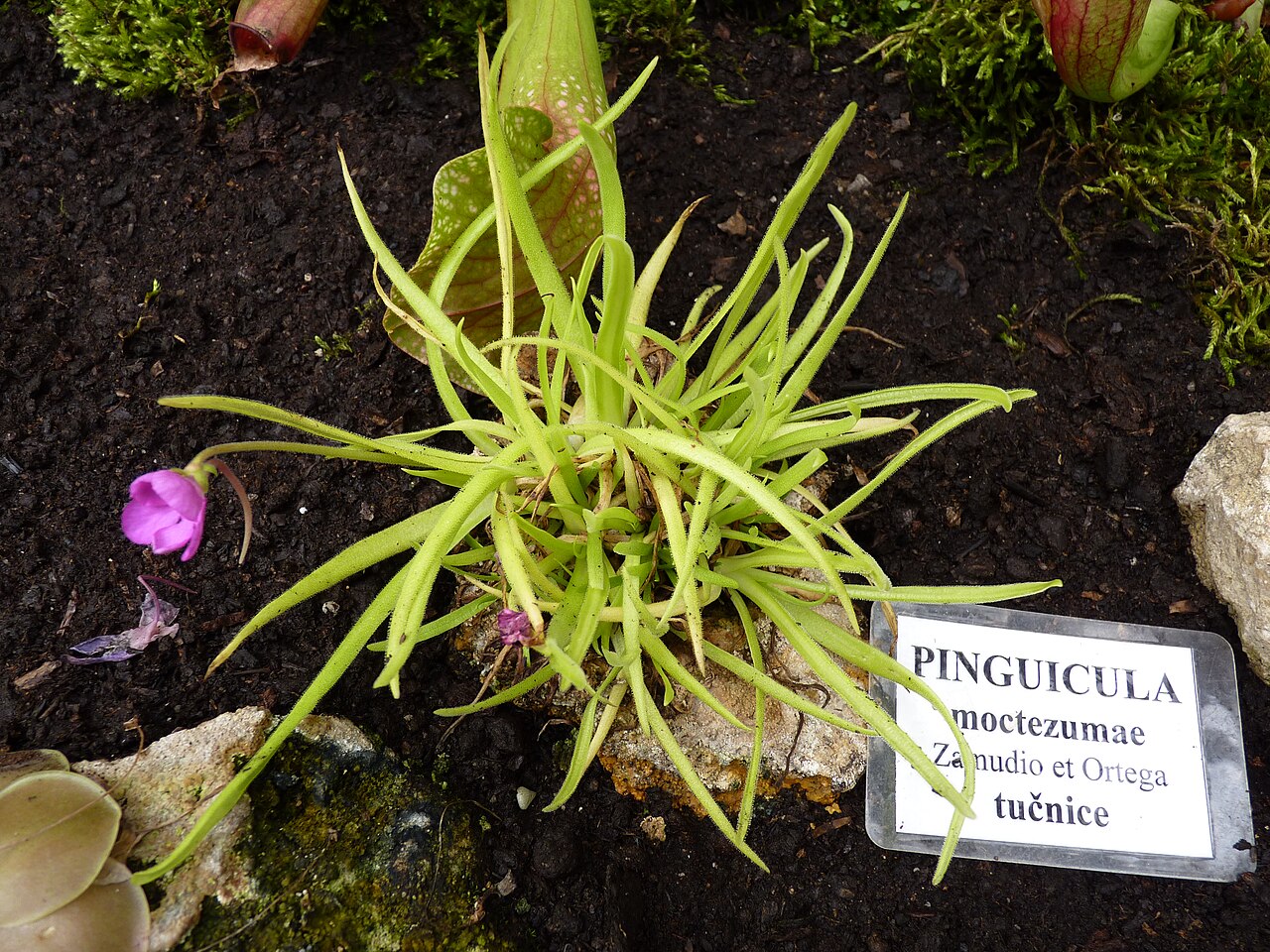 Pinguicula moctezumae: Pinguicula moctezumae . Carnivorous plants exhibition in Botanical garden Brno (2010).