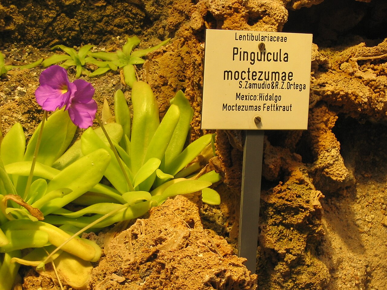 Pinguicula moctezumae: Pinguicula moctezumae in the botanical Garden Jena