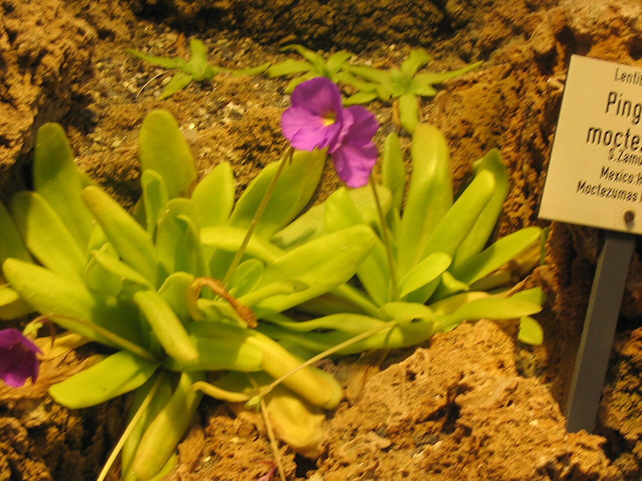 Pinguicula moctezumae: Pinguicula moctezumae in the botanical Garden Jena