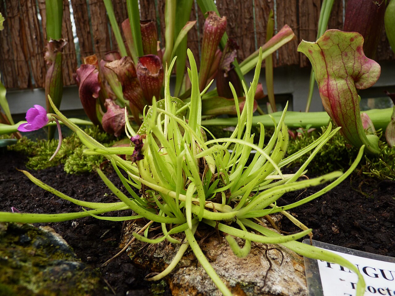 Pinguicula moctezumae: Pinguicula moctezumae . Carnivorous plants exhibition in Botanical garden Brno (2010).