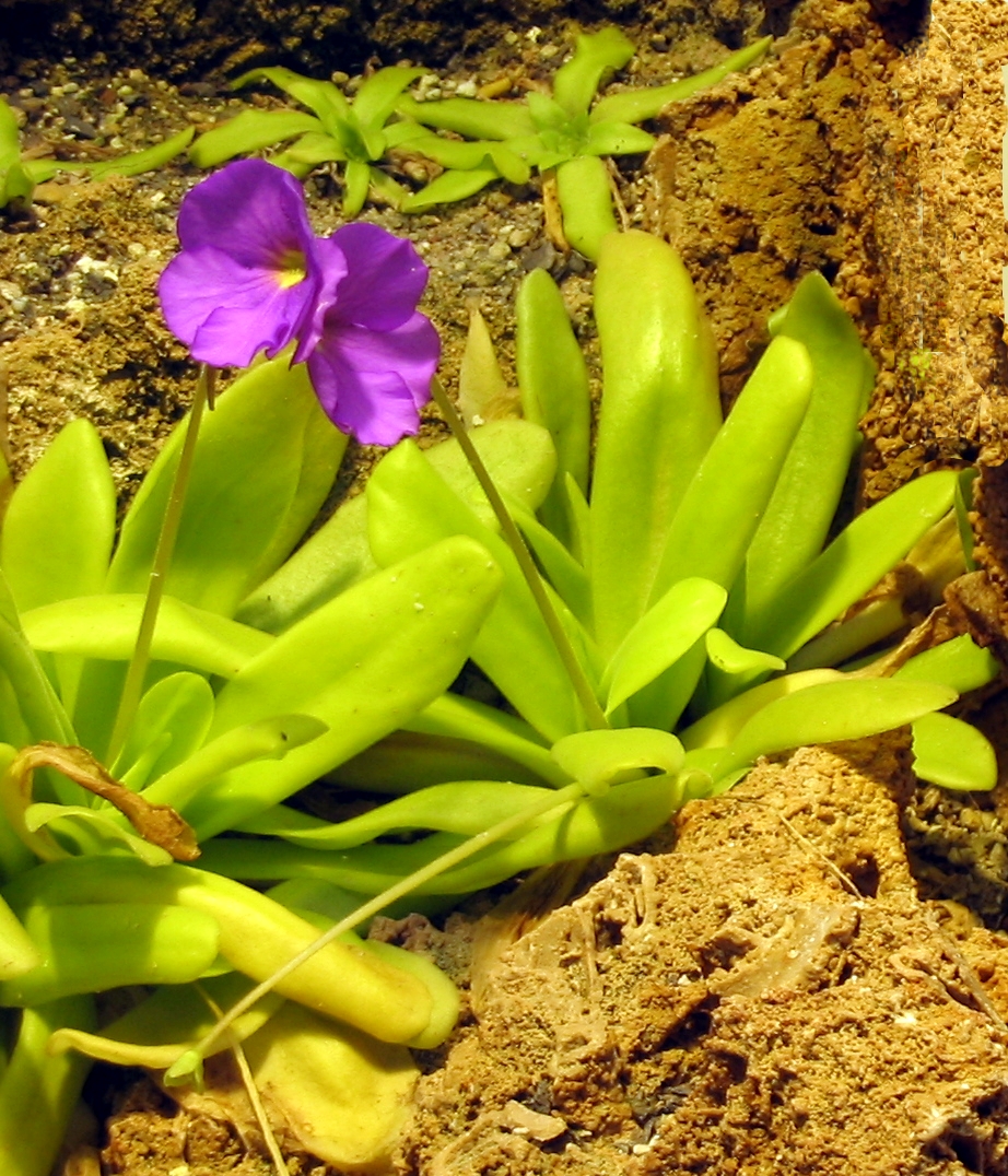 Pinguicula moctezumae: Pinguicula moctezumae in the botanical Garden Jena