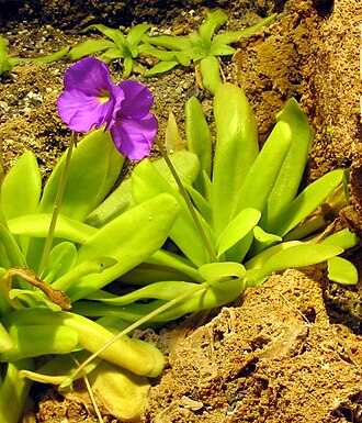Pinguicula moctezumae: Pinguicula moctezumae in the botanical Garden Jena