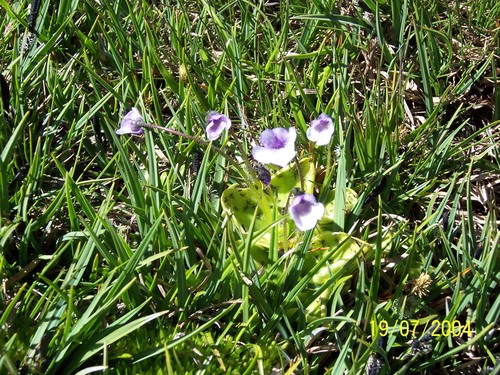 Pinguicula nevadensis (Pinguicula nevadensis)
