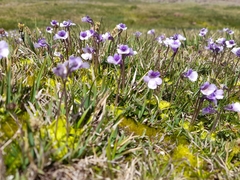 Pinguicula nevadensis (Pinguicula nevadensis)