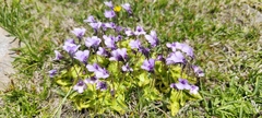 Pinguicula nevadensis (Pinguicula nevadensis)