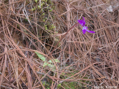 Pinguicula orchidioides (Pinguicula orchidioides)