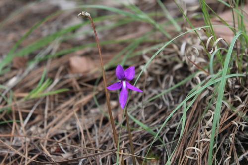 Pinguicula orchidioides (Pinguicula orchidioides)