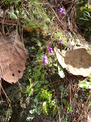 Pinguicula orchidioides (Pinguicula orchidioides)