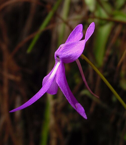 Pinguicula orchidioides: Pinguicula orchidioides flower. Oaxaca, Mexico.