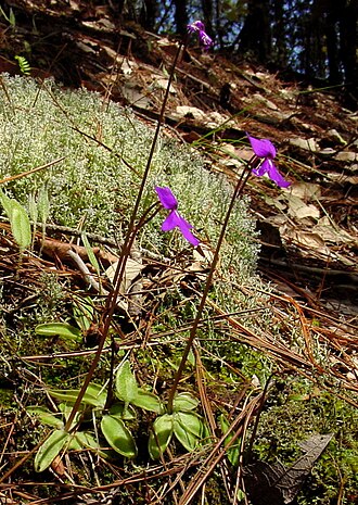 Pinguicula orchidioides: Pinguicula orchidioides in habitat in Oaxaca , Mexico.