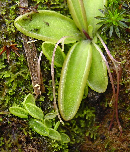 Pinguicula orchidioides: Pinguicula orchidioides , showing stolons and plantlets. Oaxaca, Mexico.