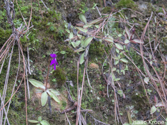 Pinguicula orchidioides (Pinguicula orchidioides)