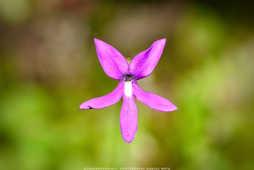 Pinguicula orchidioides (Pinguicula orchidioides)