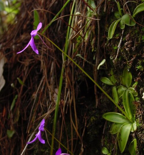 Pinguicula orchidioides: Pinguicula orchidioides in situ, Oaxaca, Mexico.