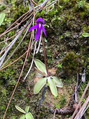 Pinguicula orchidioides (Pinguicula orchidioides)