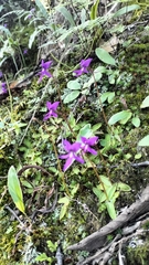 Pinguicula orchidioides (Pinguicula orchidioides)