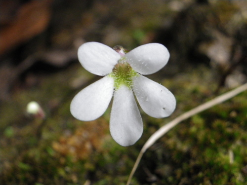 Pinguicula parvifolia (Pinguicula parvifolia)
