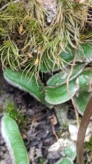 Pinguicula parvifolia (Pinguicula parvifolia)