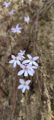 Pinguicula parvifolia (Pinguicula parvifolia)