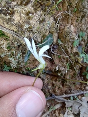 Pinguicula parvifolia (Pinguicula parvifolia)