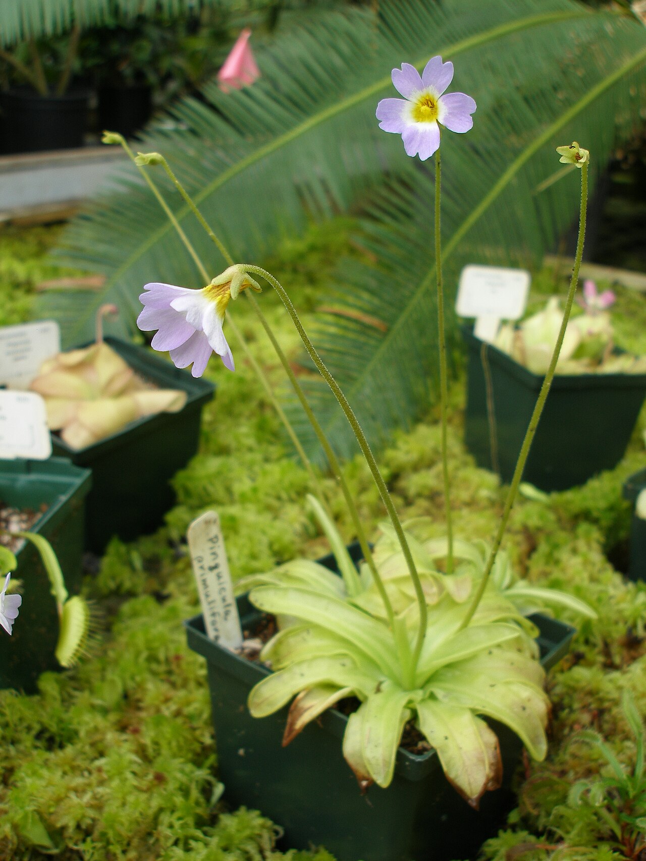 Southern butterwort: Pinguicula primuliflora at the University of Washington greenhouse collections
