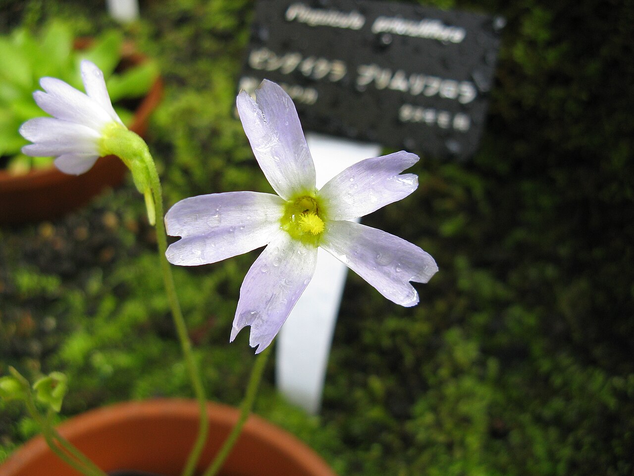Southern butterwort: Pinguicula primuliflora Place:Osaka Prefectural Flower Garden,Osaka,Japan