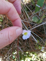 Southern butterwort (Pinguicula primuliflora)