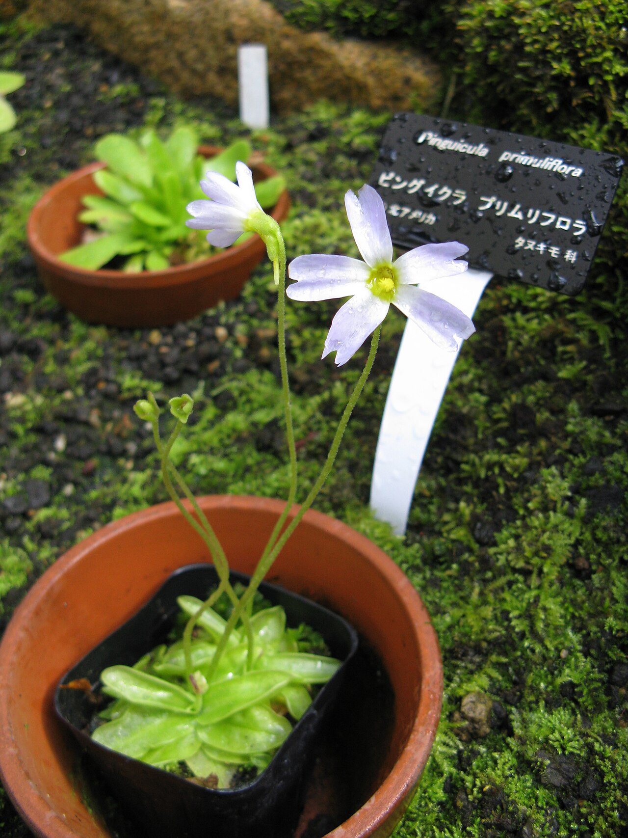 Southern butterwort: Pinguicula primuliflora Place:Osaka Prefectural Flower Garden,Osaka,Japan