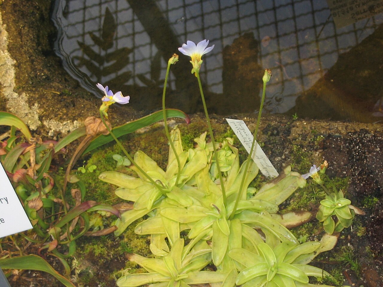 Southern butterwort: Pinguicula primuliflora in the botanical Garden Jena
