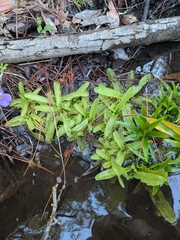 Southern butterwort (Pinguicula primuliflora)