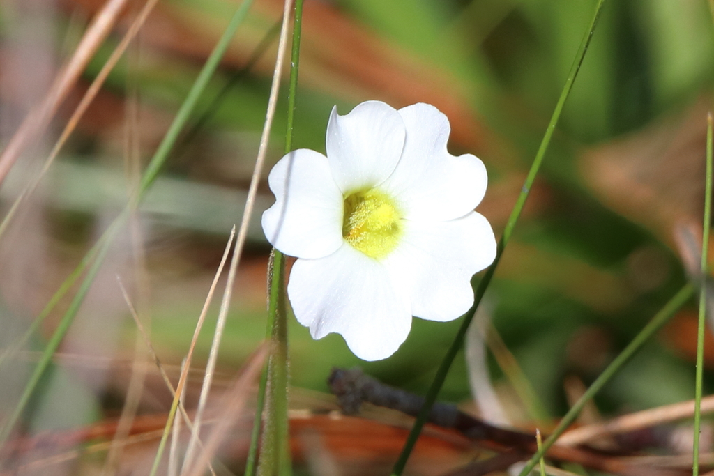 Southern butterwort (Pinguicula primuliflora)