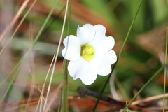 Southern butterwort (Pinguicula primuliflora)