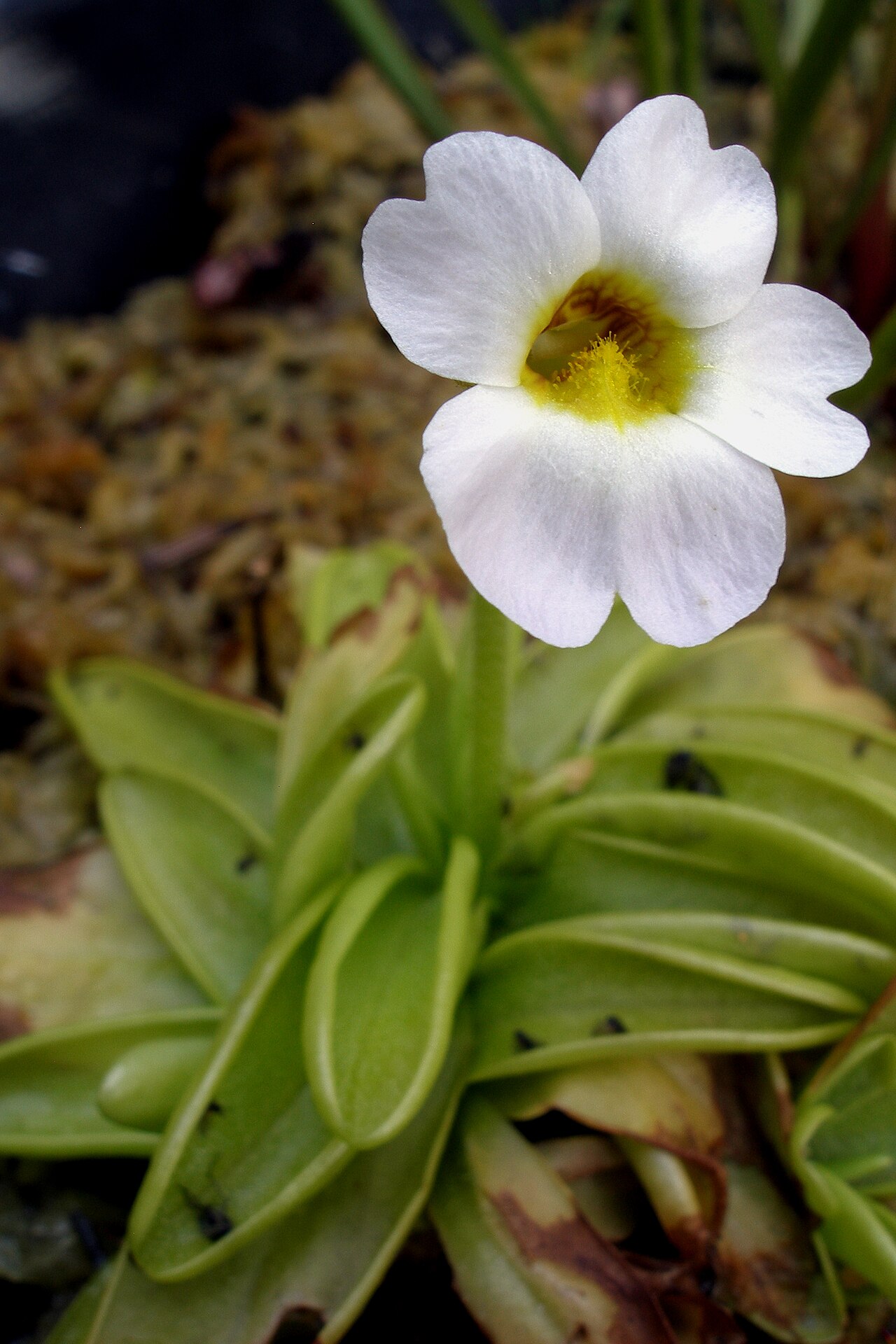 Southern butterwort: A Pinguicula primuliflora , commonly sold in hardware stores.