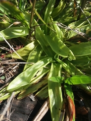 Southern butterwort (Pinguicula primuliflora)