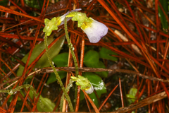 Southern butterwort (Pinguicula primuliflora)