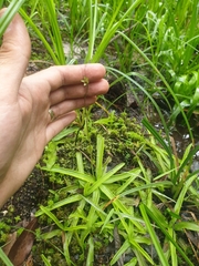 Southern butterwort (Pinguicula primuliflora)