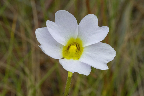Southern butterwort (Pinguicula primuliflora)