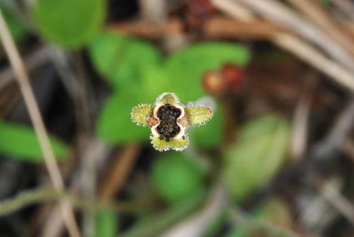 Small butterwort (Pinguicula pumila)