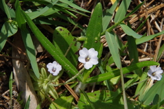 Small butterwort (Pinguicula pumila)