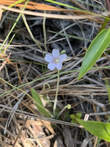 Small butterwort (Pinguicula pumila)